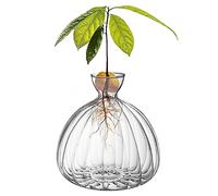 Vase de démarrage de graines d'avocat TALOEYH, en verre borosilicate transparent, ovale, moderne, pour semis d'avocat, plante de terrarium, cadeau pour amateurs de jardinage
