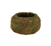 Vase En Musc Pour Kokedama