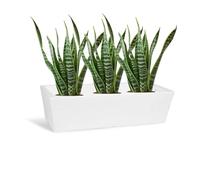 Vase Fioriera Rettangolare Cassetta Balcone e Giardino cm 69 x 29 Made in Italy Leggero e résistant