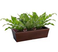 Vase Fioriera Rettangolare Cassetta Balcone e Giardino cm 69 x 29 Made in Italy Leggero e résistant