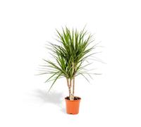 Vda Plant Dracaena Marginata - 90 cm, Ø 17 cm