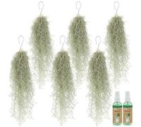 Vdvelde - 6x Mousse d'Espagne Tillandsia usneoides + 2x Spray Tillandsia 125 ml - Set Plantes Aériennes Suspendues ca. 50 cm - Facile d'Entretien sans Terre - Idéal Déco & Terrarium