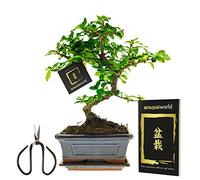 Vdvelde - Bonsaï Starter Set - Avec Pot en Céramique, Ciseaux & Guide d'Entretien - Plante d'Intérieur ca. 25-30 cm - Bonsaï pour Débutants & Idée Cadeau