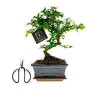 vdvelde․com - Bonsaï 25-30 cm, pot céramique, ciseaux inclus