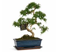 vdvelde.com - Bonsaï Carmona forme S, env. 10 ans, 30-40 cm, pot céramique | Bonsaï Carmona persistant, env. 10 ans, forme S classique, en pot céramique avec soucoupe, chaque arbre est différent