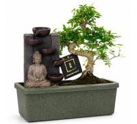 vdvelde.com - Bonsaï et fontaine Bouddha, arbre vivant de 30 cm | Cascade zen pour table, système d'arrosage easy-care avec indicateur, plante verte décorative pour le bureau