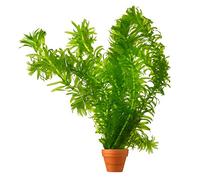 vdvelde․com - Élodée Elodea densa, 5 plantes oxygénantes pour bassin