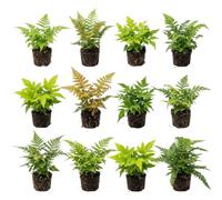 vdvelde․com - Fougères rustiques, 12 plants en godet P9 ombragé