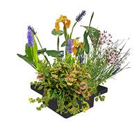 vdvelde․com - Île flottante 25x25 cm avec plantes de bassin