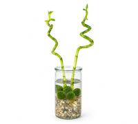 vdvelde․com - Lucky bambou 2 tiges en verre, 5 boules Marimo, 40-45 cm