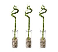 vdvelde․com - Lucky bambou 3 tiges avec verre et galets