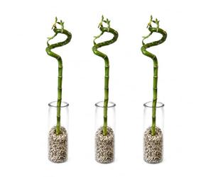 vdvelde․com - Lucky bambou 3 tiges avec verre et galets
