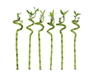 vdvelde.com - Lucky bambou 6 tiges, Dracaena sanderiana | Plante d'intérieur facile en hydroculture, déco feng shui au bureau, tige Ø 2 cm, sans terreau