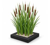 vdvelde.com - Massette 4x Typha latifolia sur île flottante | Espèce de berge pour bassin de jardin, atteint 80 cm, rustique, panier, substrat et engrais inclus
