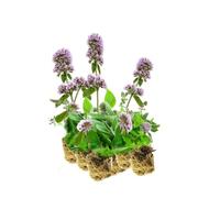 vdvelde․com - Menthe aquatique Mentha aquatica, 15 plantes de bassin