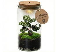 vdvelde.com - Mini écosystème - Terrarium pour plantes sans entretien - Ø 11 cm - 21 cm - Éclairage à piles