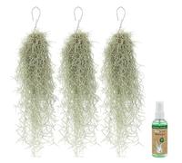 vdvelde․com - Mousse espagnole 3 bottes, Tillandsia usneoides
