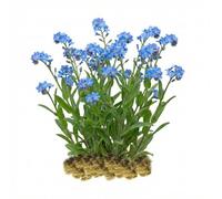 vdvelde․com - Myosotis des marais, 15 plantes de bassin rustiques