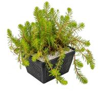 vdvelde.com - Myriophylle Myriophyllum spicatum, 4 plantes oxygénantes | Vivace immergée pour une eau limpide, sans danger pour les poissons, immersion 1 à 20 cm, en panier