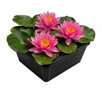 vdvelde․com - Nénuphar rose Nymphaea Pink Opal, rustique en panier