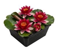 vdvelde.com - Nénuphar rouge Nymphaea Attraction en panier de bassin | Kit complet avec substrat, engrais et gravier, immersion 10 à 100 cm, floraison mai à septembre