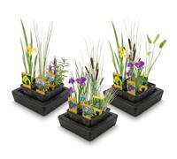vdvelde․com - Plantes de bassin 12 pièces, 3 paniers et 3 anneaux