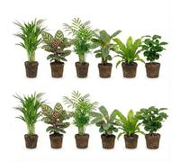 vdvelde․com - Plantes dépolluantes 12 pièces, sans danger animaux