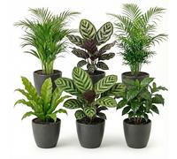 vdvelde․com - Plantes dépolluantes 6 pièces, pots anthracite Ø 12 cm