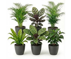 vdvelde․com - Plantes dépolluantes 6 pièces, pots anthracite Ø 12 cm