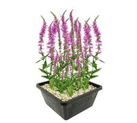 vdvelde․com - Salicaire Lythrum salicaria, 4 plantes de bassin lilas