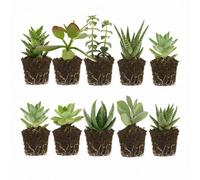 vdvelde․com - Succulentes 10 pièces, petites plantes grasses Ø 6 cm