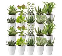 vdvelde․com - Succulentes 20 pièces, pot céramique blanc Ø 6 cm
