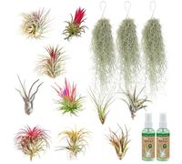 vdvelde․com - Tillandsia 13 plantes aériennes et 3 mousses espagnoles