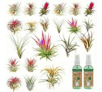 vdvelde․com - Tillandsia 20 plantes aériennes avec spray d'entretien