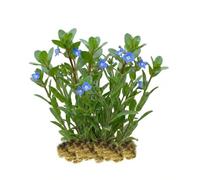 vdvelde․com - Véronique des ruisseaux Veronica beccabunga, 15 plantes