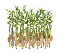 Vdvelde - Lucky Bamboo Lot de 30 avec Cartes - Dracaena Sanderiana Bambou Porte-Bonheur - Cadeau d’Invité pour Mariage et Événement - 40-45 cm