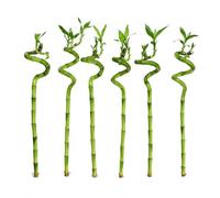 Vdvelde - Lucky Bamboo Set de 6 - Dracaena Sanderiana Bambou Porte-Bonheur - 6 Tiges Décoratives 40-45 cm - Ø env. 2 cm - Plante d’Intérieur Feng Shui