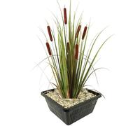 Vdvelde - Massette - Plante de Berge - Plante de Bassin - Rustique - Indigène - Naturelle - Décorative - Pour Oiseaux - 9 Pièces