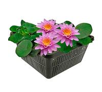 Vdvelde - Nénuphar Rose en Panier - Nymphaea Pink Opal - Plante de Bassin Kit complet avec Substrat, Engrais & Gravier - Pour Bassin 10-100 cm de Profondeur