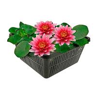 Vdvelde - Nénuphar Rouge en Panier - Nymphaea Attraction - Plante de Bassin Kit complet avec Substrat, Engrais & Gravier - Pour Bassin 10-100 cm de Profondeur