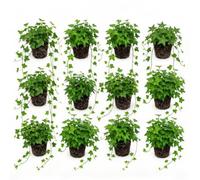 Vdvelde - Plants de Lierre - 12 Variétés de Hedera - Rustiques, Persistants et Vivaces - Plantes Grimpantes et Couvre-sol pour Jardin, Murs et Zones Ombragées - Pot P9-25-40 cm