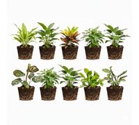 Vdvelde - Set Mini Plantes 10 Pièces - Petites Plantes d'Intérieur & Fougères Ø6 cm, Hauteur ca. 10 cm - Sans Pot - Idéal pour Terrarium, Déco & Cadeaux