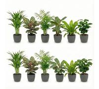 Vdvelde - Set Plantes Dépolluantes 12 Pièces avec Pots Décoratifs Anthracite - Plantes Vertes Faciles d'Entretien pour Maison & Bureau - Ø12 cm, Hauteur 30-40 cm