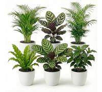 Vdvelde - Set Plantes Dépolluantes 6 Pièces avec Pots Décoratifs Blancs - Plantes Vertes Faciles d'Entretien pour Maison & Bureau - Ø12 cm, Hauteur 30-40 cm
