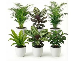 Vdvelde - Set Plantes Dépolluantes 6 Pièces avec Pots Décoratifs Blancs - Plantes Vertes Faciles d'Entretien pour Maison & Bureau - Ø12 cm, Hauteur 30-40 cm