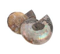 Veemoon 2pièces De Naturelle Ammonite Fossiles De Créatures Jouet Excavation Décoration Feng Shui Kit De Science Géologique