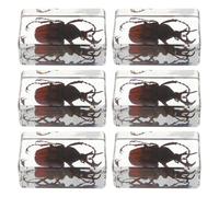 Veemoon 6 Spécimens Insectes en Résine 4,5 Cm Coléoptère, Araignée et Scorpion Épinglés Décoration Éducative pour Collection et Fournitures Scientifiques