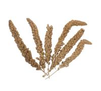 Veemoon Friandises pour Perruches au Millet Séché Naturel Épis, Aliment 500 G pour Calopsittes, Pinsons, Perroquets et Petits Animaux, Snack Stimulant pour Oiseaux et Hamsters