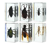 Veemoon Insectes Conservés Résine 6 Pièces pour Collection Personnelle et Usage Éducatif
