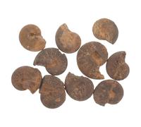 Veemoon Lot de 10 Spécimens D'ammonites Naturelles en Marne Brun Ferrugineux, Modèles Pédagogiques pour Étude Géologie et Paléontologie, Décoration Scientifique Éducative et Collection